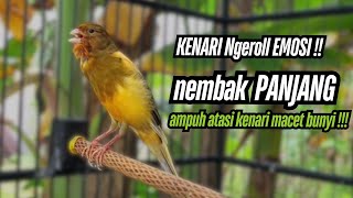 Download Mp3 Masteran KENARI GACOR ngeroll panjang,Cuit Cuit Emosi AMPUH bikin kenari nyaut , Masteran MURAI BATU Gudang lagu Download Mp3 Masteran KENARI GACOR ngeroll panjang,Cuit Cuit Emosi AMPUH bikin kenari nyaut , Masteran MURAI BATU