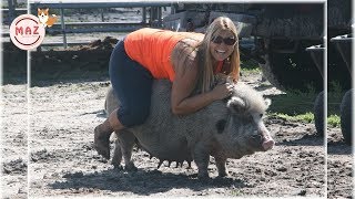 Riding Pigs || Funny Riding Animals You Will Die Laughing || Funniest Animals Videos 2019