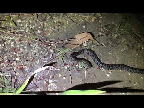 Spotted python