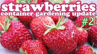 Planting Strawberry Plants In Hanging Planter Container Gardening- Growing Strawberries Plant Update