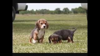 Все породы собак.Горная гончая (Mountain Cur) Все породы собак.Горная гончая (Mountain Cur)