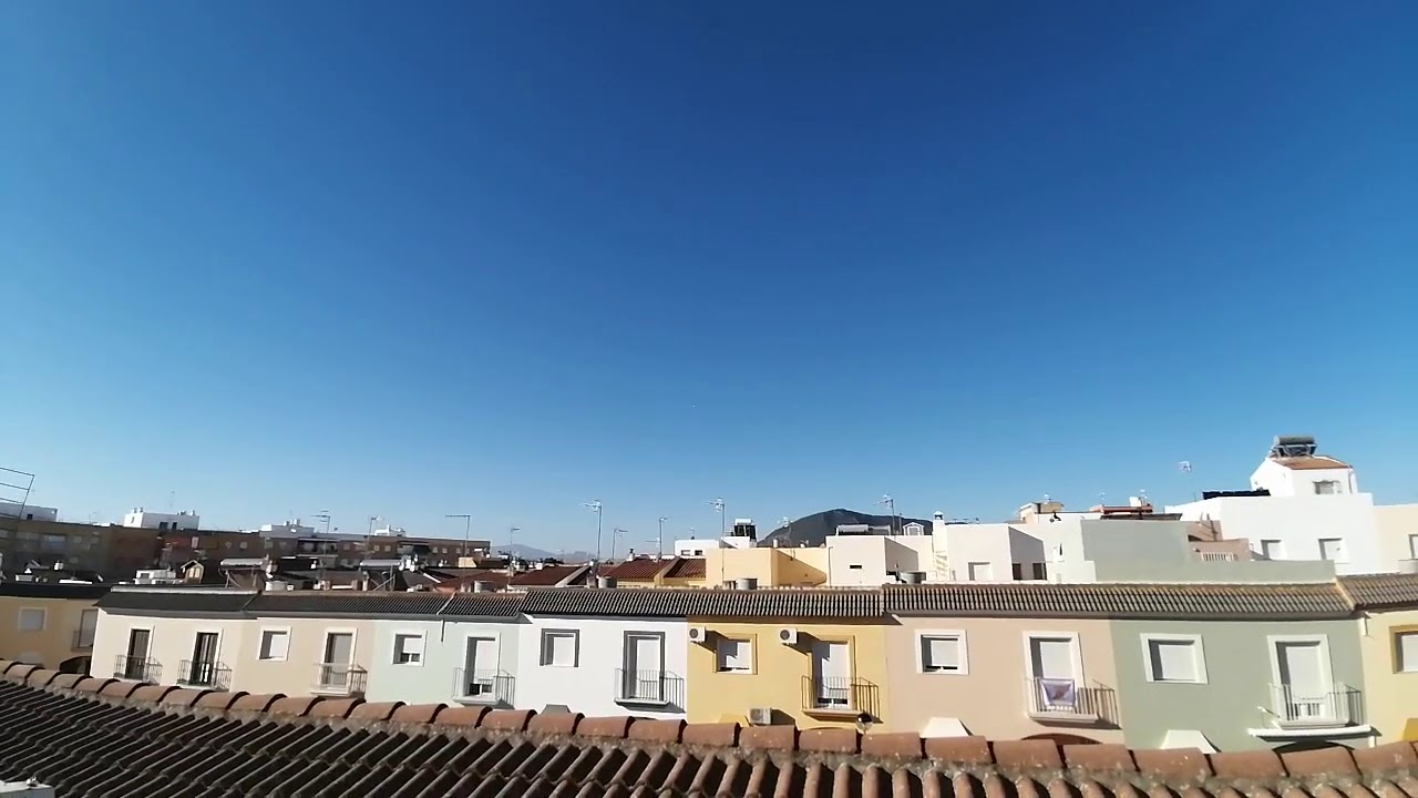 Laudinos Sevillano pichón Bucaro del 2020