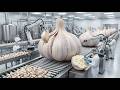 How It's Made: Garlic Processing | Inside a Giant US Factory