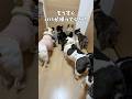 盛大なお迎えのはずが…💧‬#shorts#shortsvideo #frenchbulldog #frebull #フレンチブルドッグ #フレブル7兄弟 #フレブル多頭飼い