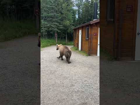 Katmai subadult bear encounter thumbnail