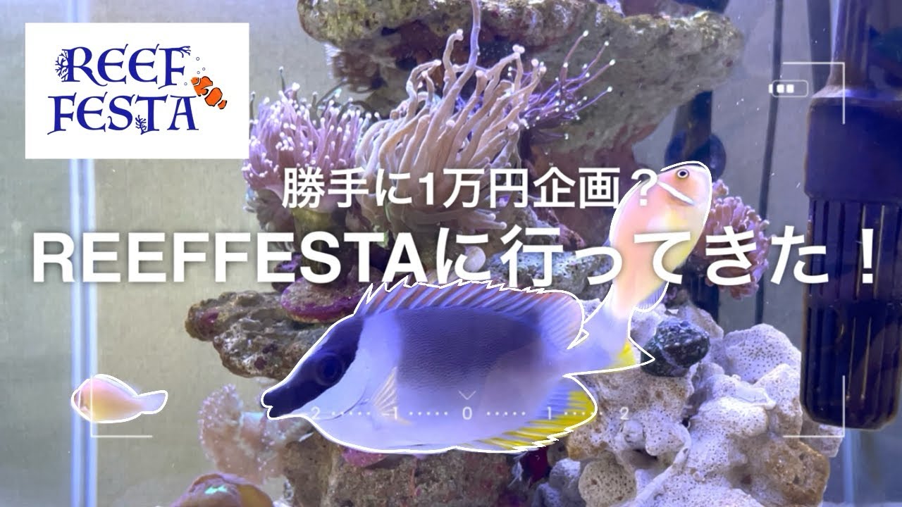 【REEFFESTA 】国内初のマリンアクアリウムイベントで爆買い🍁🛍️リベンジ生体と新たな試み🦑