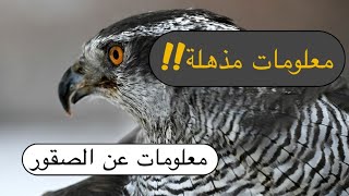 معلومات مهمة عن عن الصقور