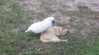 Cockatoo standing on a sleeping cat