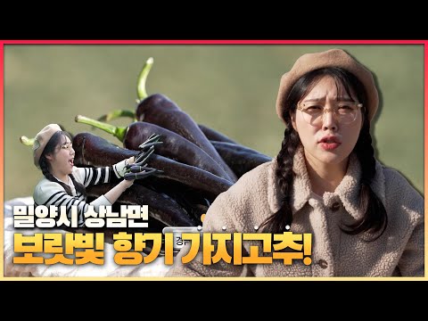 [6시 내고향-창원] 보랏빛 향기 <strong>가지고추</strong>! 드셔보라~ (KBS 2023.01.19.목요일)
