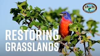 Restoring Arkansas's Grassland Ecosystems