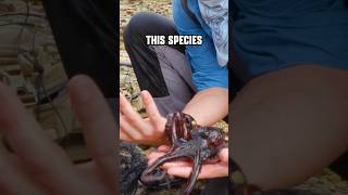 SLIPPERY Octopus is Hard to Handle!