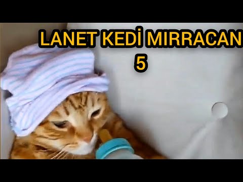 BAHTSIZ KEDİ MIRRACAN #6(Antep Dublaj)