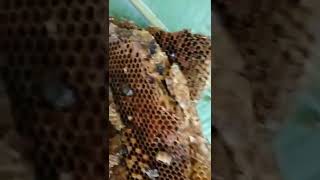 panen madu tawon liar jawa cerana yang bertempat di gentong #madu #panen #gentong #maduliar