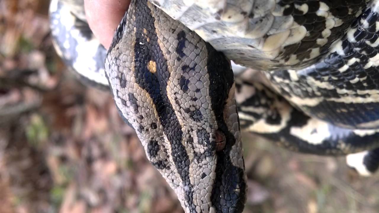 Serpiente Conocida Como La Mata Caballo Youtube