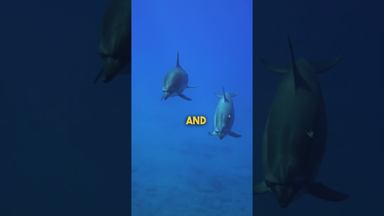 Secrets of the Elephant Mind 