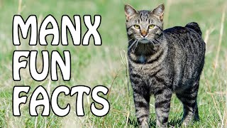 Fun Facts About Manx Cats