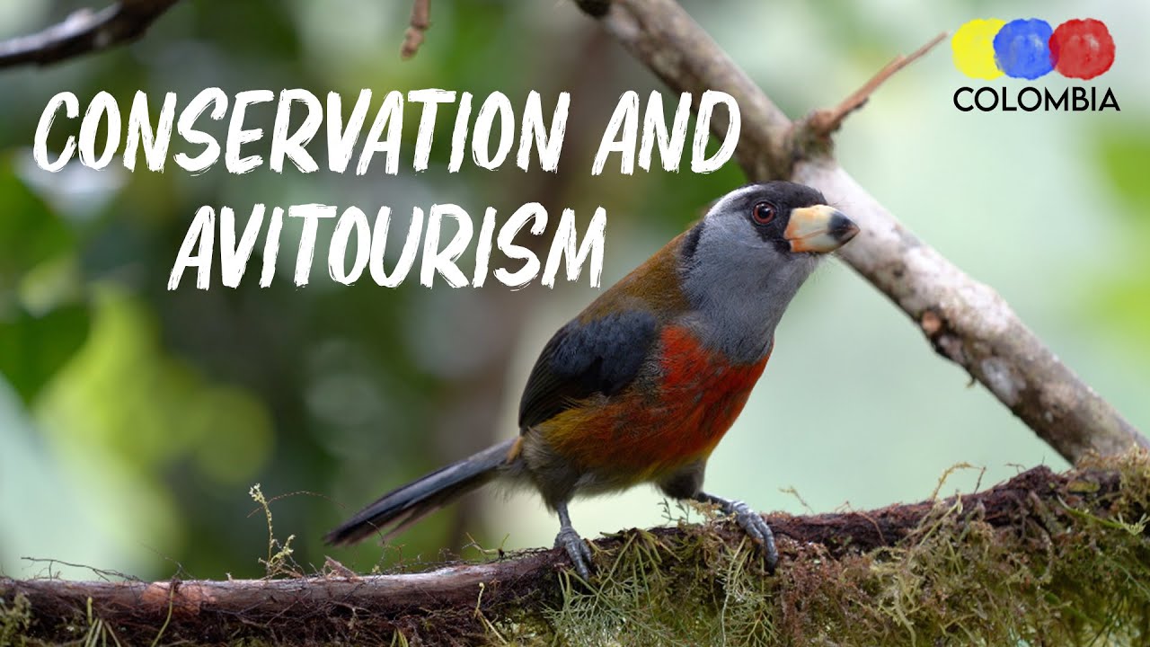 The Importance of Avitourism for Conservation – Bird Watching Colombia