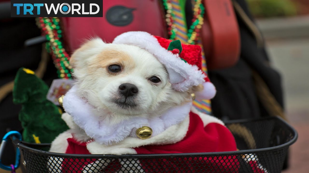 Money Talks Berlin's Christmas market for dogs and owners YouTube