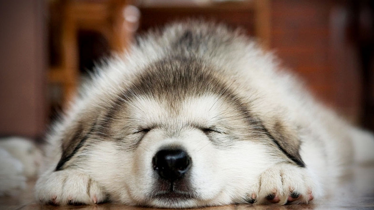 cute husky puppy pictures