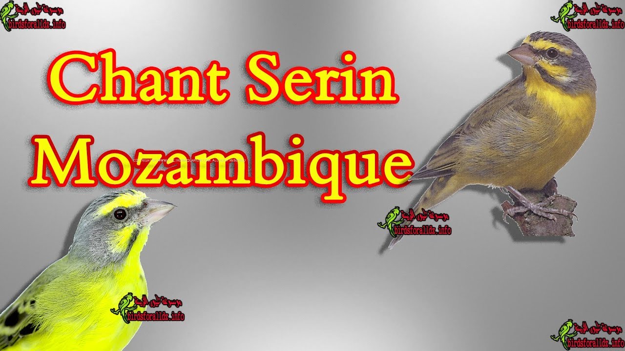افضل تغريد طائر الموزنبيق شريط كاملا لتسميع الفراخ - Chant sourin mozambique