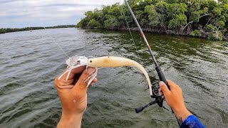 Fishing The Everglades! (Whatever Bites!)