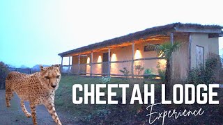 CHEETAH LODGE SAFARI PARK STAY: Our Dream Come True Luxury Overnight At West Midlands Safari Park