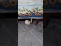 meu cachorro brincando com meu gato