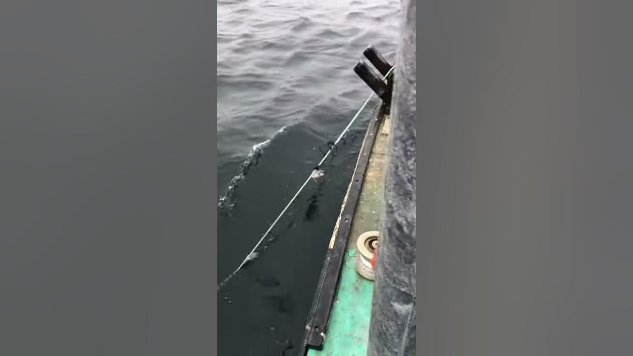 Halibut fishing PEI (longline) on the trawl hauler YouTube