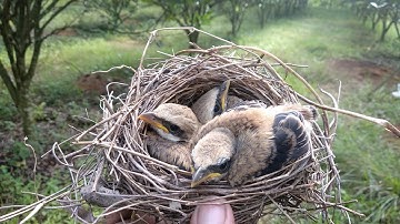mbolang dan panen anakan burung cendet #BR-1 #cendetmania #cendetsumatera...