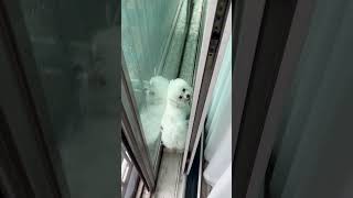 Dog Waddles Out Through Window Frame