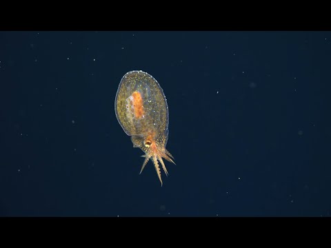 Interdisciplinary Investigation of the Pescadero Basin - 4K ROV Highlights - FK210925