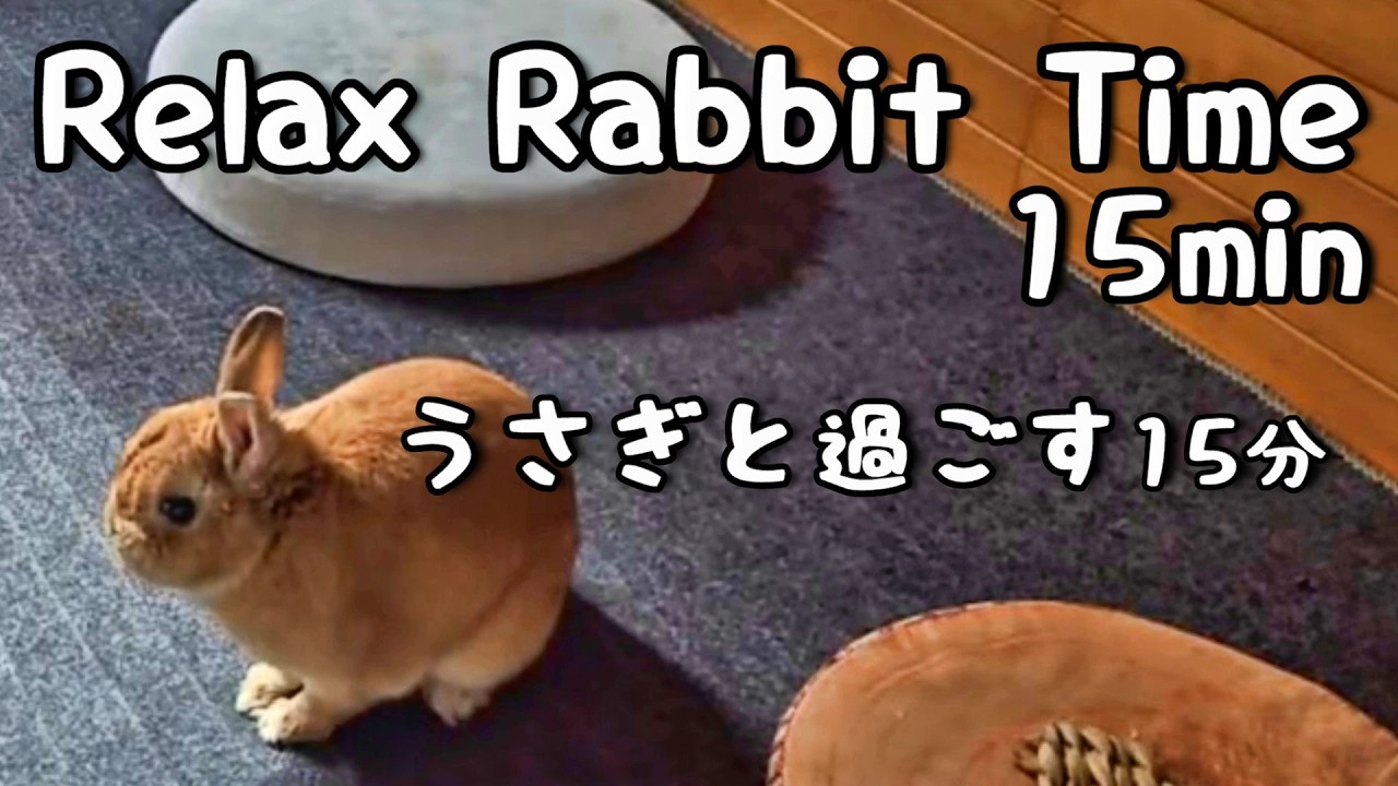 【01】うさぎと過ごす15分｜のんびりうさぎ時間🐰☕│Relax Rabbit Time 15min