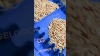 500Kg Peanut Butter Line From Gelgoog
