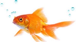 Fish.?