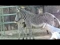 Zebra рџ Mating Zebra Mating Zebra рџ Mating Zebra Mating