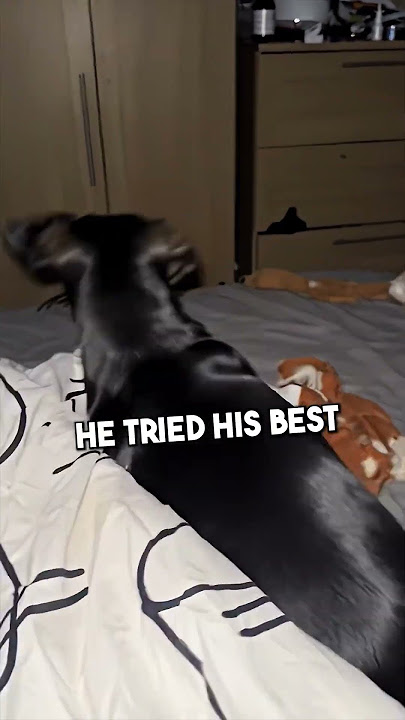 Cute Dog Defeats a Big Spider 😰