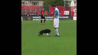 Gran jugador el perrito!