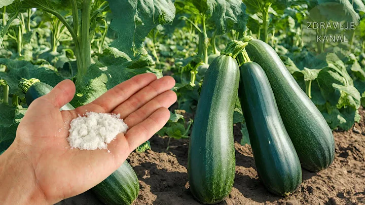 For the fastest growth of zucchini and cucumbers, I pour THIS under the roots