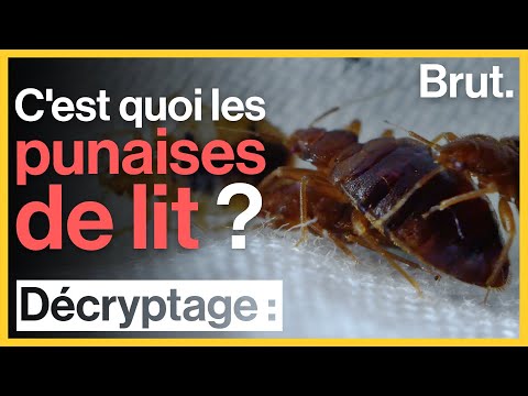 Vidéo: Où les punaises de lit vivent-elles le plus souvent dans un appartement ?