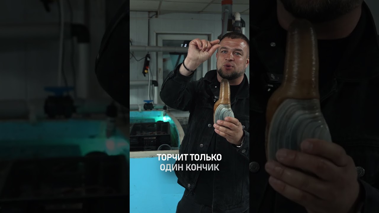 Дикий гуидак 