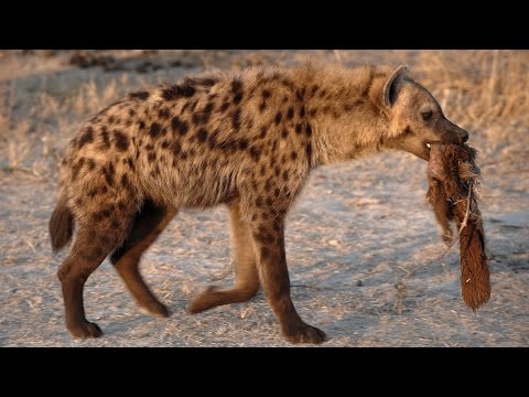 hyenas-laughing