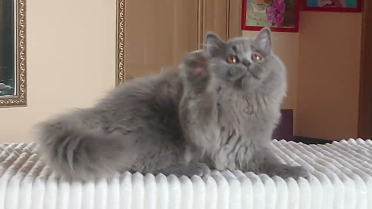 my beautiful Blue princess 💋👸😍👑💕Моя роскошная голубая куколка