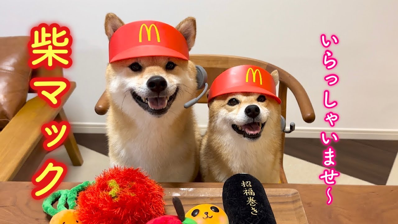 Two Shiba Inu brothers transform into McDonald's for a day and