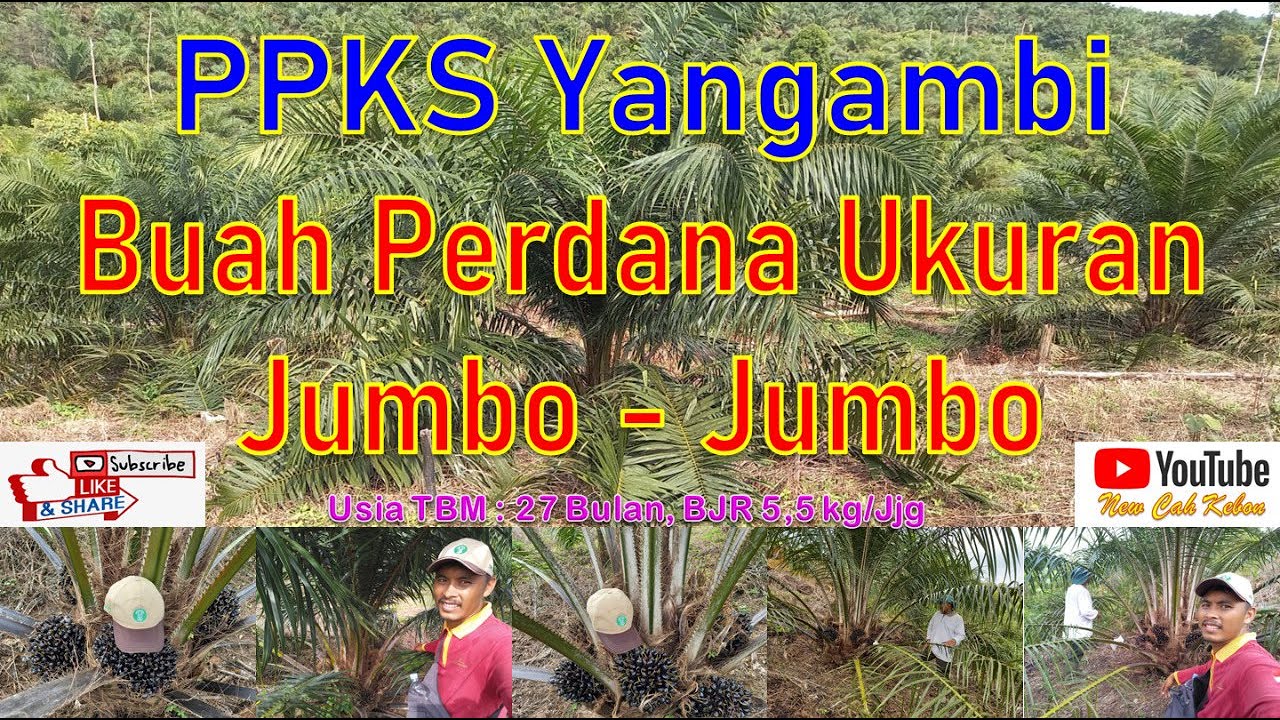 Buah Perdana Kelapa Sawit Varietas PPKS Yangambi Jumbo - Jumbo