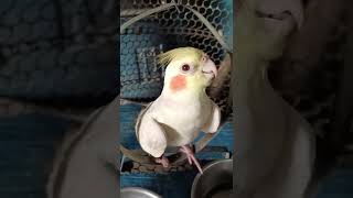 bird- 100.00%3#bto- #ntop22.%dlie-%#photy20.97bird- 100.00%- 30.85%#aue 4.84%#brdofnsagram- 23.60%