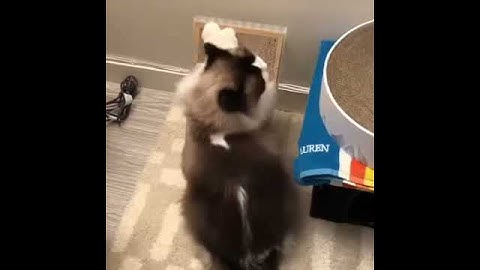 Wave Cat Scratcher by pidan®