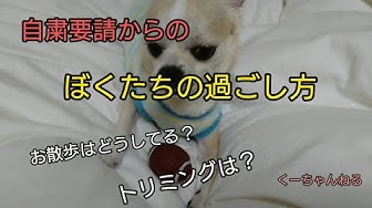 くーチャンネル Youtube