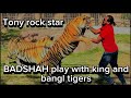 Bengal tigers are in mood and african lion is aggressive  animals vlog with  shero ka badshah