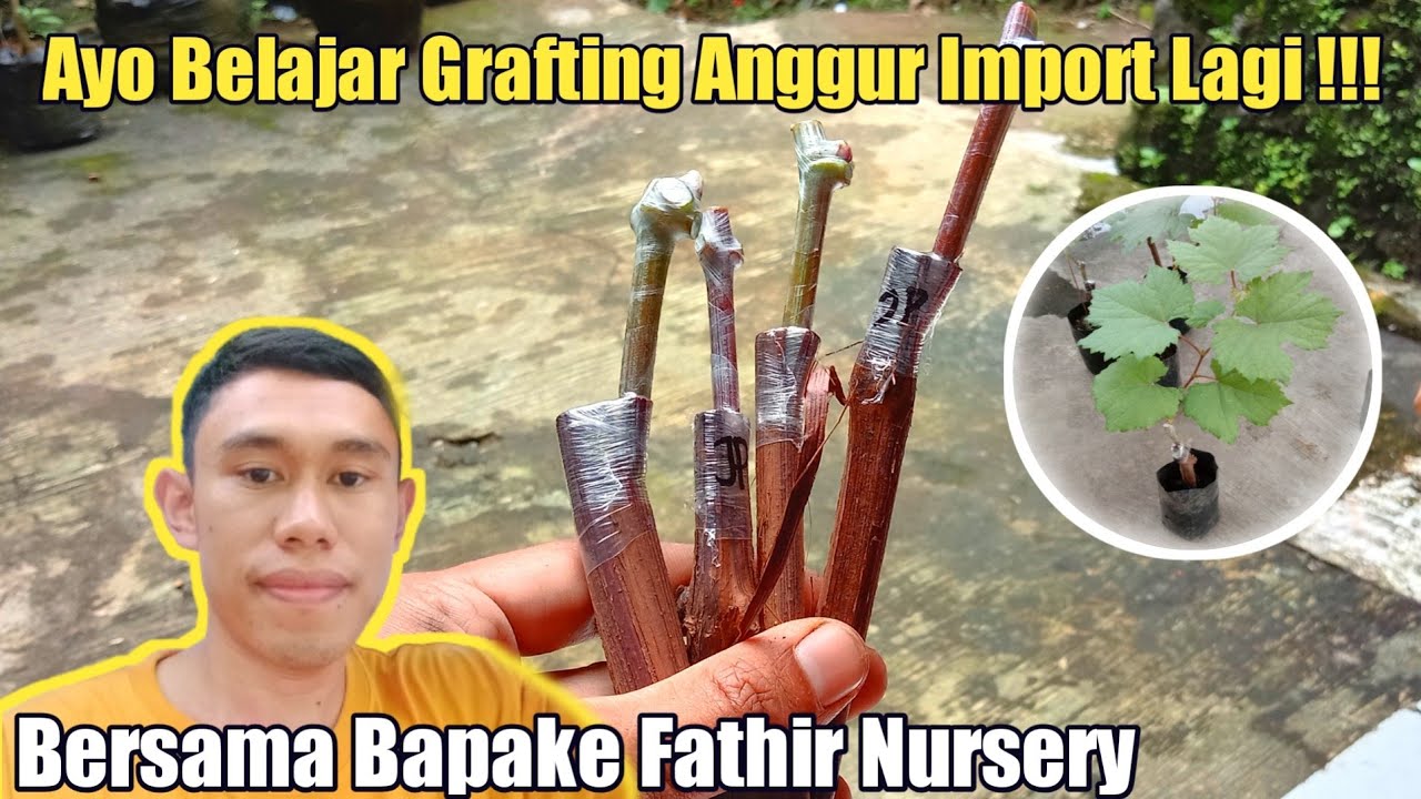 Cara Grafting Anggur Import‼️Anti Gagal Dijamin Berhasil❗❗||how to Graft Grape Seeds For Beginners