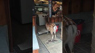 Hungry Deer Appears to Be Placing an Order While Demanding a Snack
